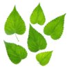Korean Mint