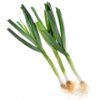 Garleek
