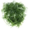 French Coriander