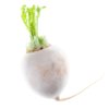 Round Daikon radish