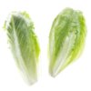 Lalique lettuce