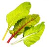 Colorful chard