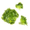 Lalique lettuce