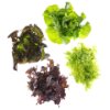 Lettuce kit