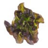 Baby gem lettuce