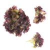 Lalique lettuce