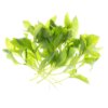 Stevia