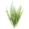 Salicornia