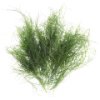 Micro fennel