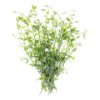 White leaved savory