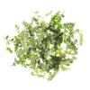 Szechuan pepper leaves