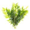 Curry Leaves