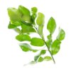 Kaffir lime leaves (chilled)