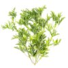 Rose Geranium