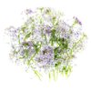 Lobularia Maritima