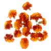 Tagetes flowers