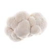 Lion's mane mushrooms