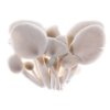 Blue oyster mushrooms