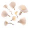 White oyster mushrooms