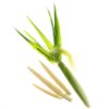 Baby Corn