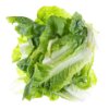 Rodents food 