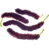 Pakistan mulberry