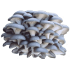 Blue oyster mushrooms