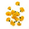 Yellow Tagetes flowers