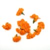 Orange Tagetes Flowers