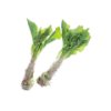 Chinese Asparagus