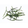 Salicornia