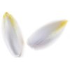 Belgian endive / Chicory