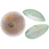 Green melon