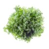 Green oak leaf lettuce