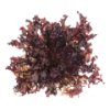 Red oak leaf lettuce