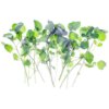 Watercress
