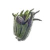 Budha fingers