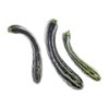 Zebra zucchini