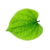 Betel leaves