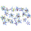 Borage florwers