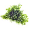 Chervil