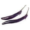 Japanese eggplant