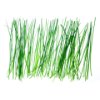 Chives