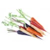 Colorful carrots