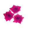 Rose flowers