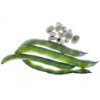 Faba / Fava beens