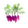 French radish