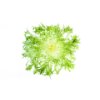 Frisee lettuce
