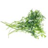 Garden cress