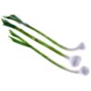 Baby green garlic